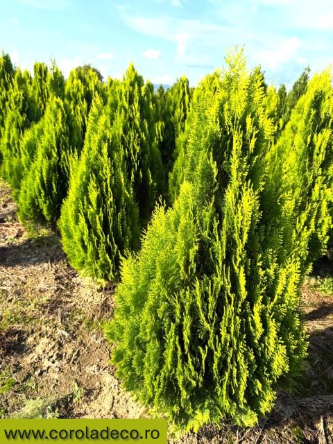 tuia pepiniera plante ornamentale gard viu conifere